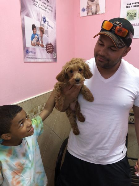 Beautiful Cavapoo puppy