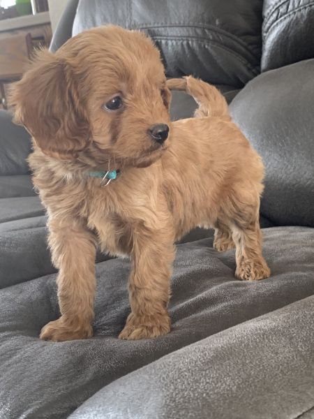 Adorable Cavapoo (maggie)