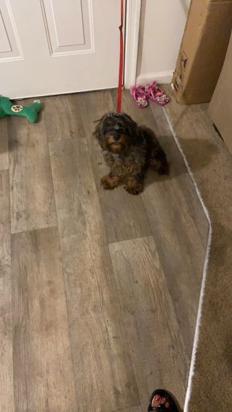 Cavapoo for sale