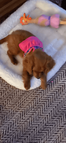 Baby Cavapoo for sale