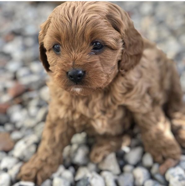 Cavapoo puppies