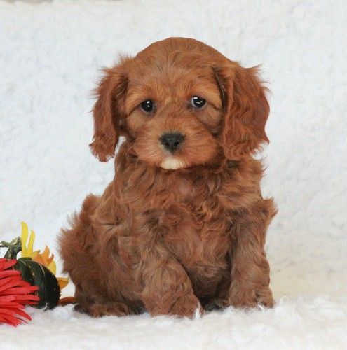 CAVAPOO F1