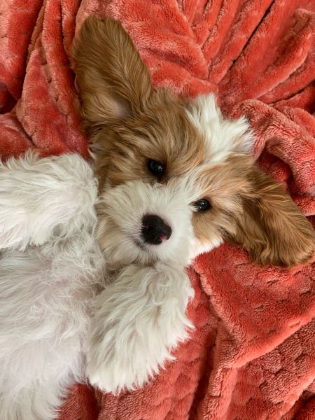 11 week old Cavapoo puppy