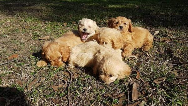 Ready now! Cavapoo Puppies (Cavalier King Charles x Poodle)
