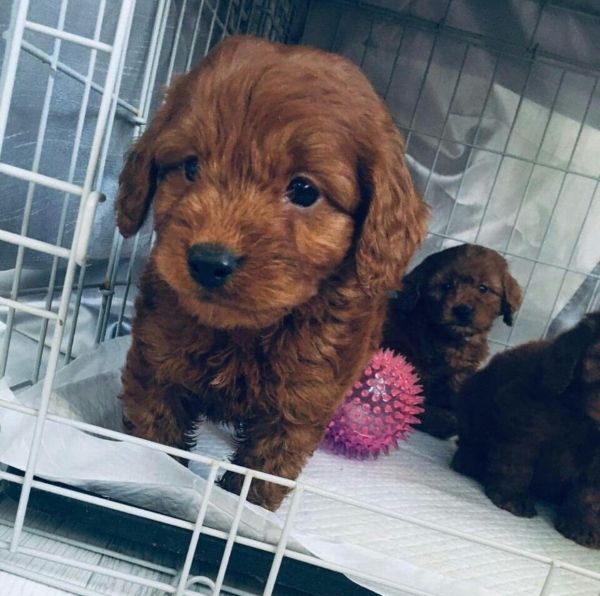Cute Cavapoo puppies