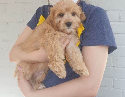 Miley (10 wk cavapoo!)