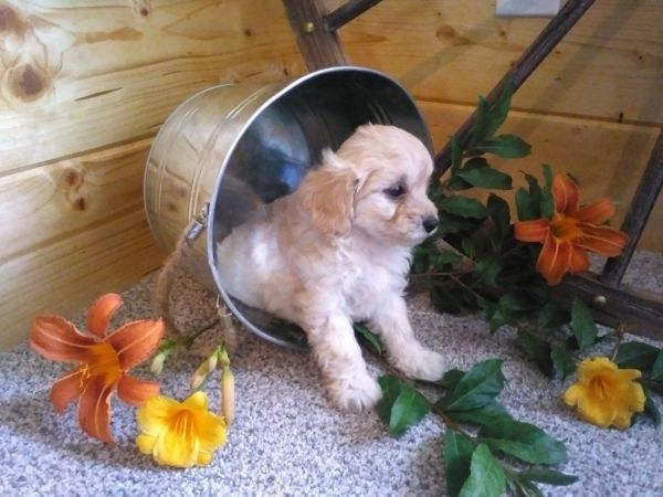 Cavapoo puppy