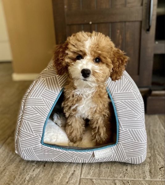 Adopt Cavapoo Puppies