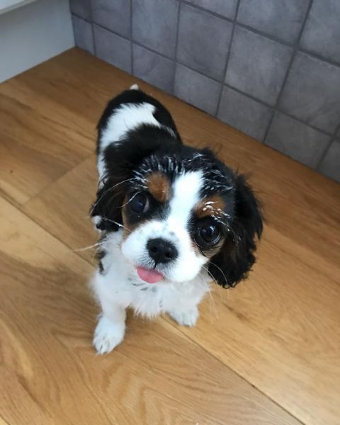 cavapoo puppies for adoption