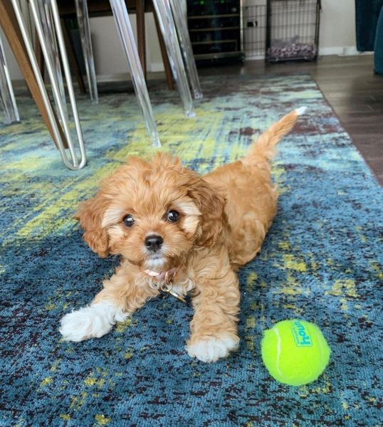 Beautiful Cavapoo Puppies