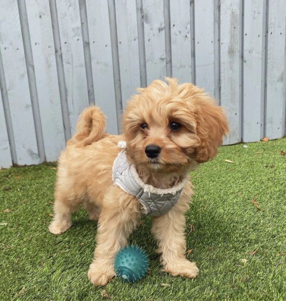 Wonderful Cavapoo