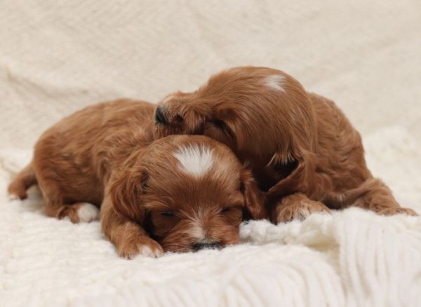 F1b Cavapoo Puppies