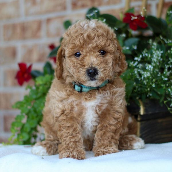 F1b Cavapoo Puppies