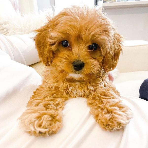 Sweet Cavapoo puppies ready to go