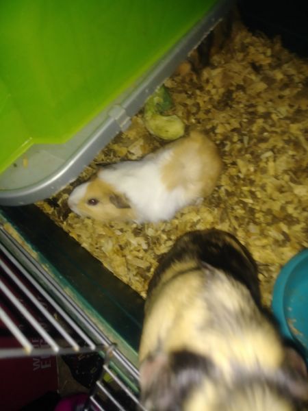 Baby guinea pigs