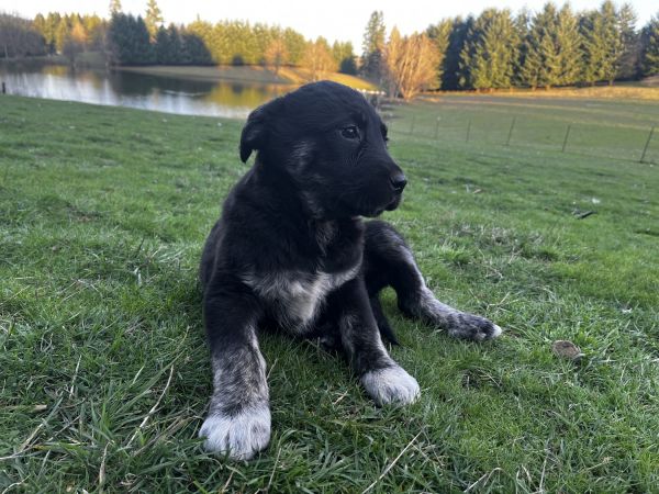 puppy for sale! ⭐️