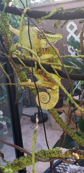 Green Veiled Chameleon