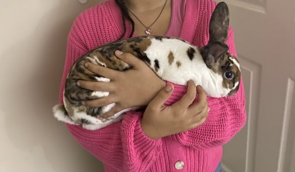 Rare Calico Male Bunny