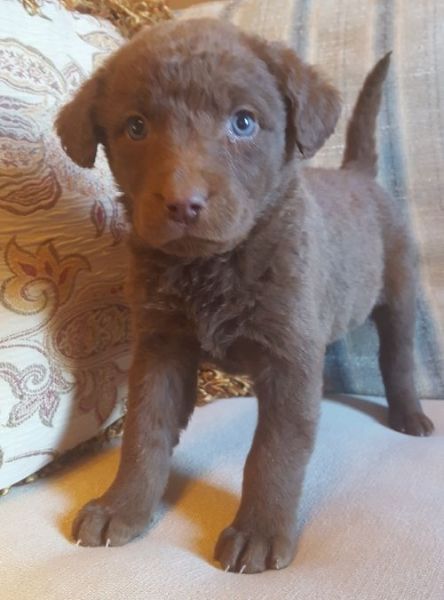 Chesapeake Bay Retriever puppies