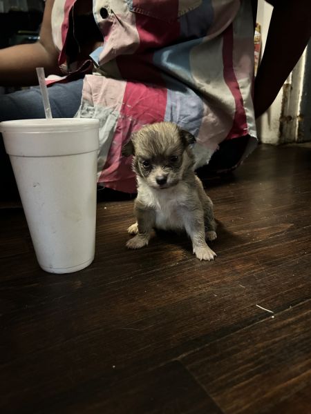 Cute and lovable chihuahua/Pom puppies