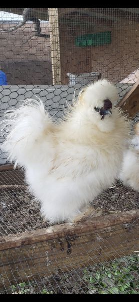 Silkies for sale