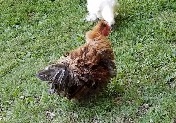 Frizzle rooster