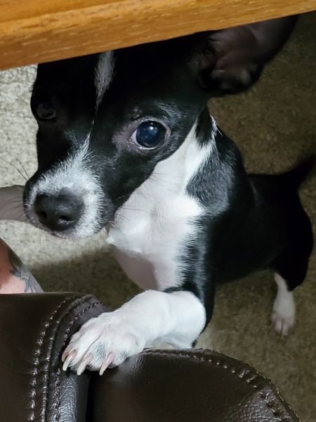 For sale to loving home