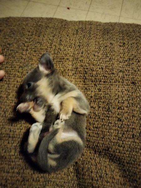 Male blue Teacup Chihuahua