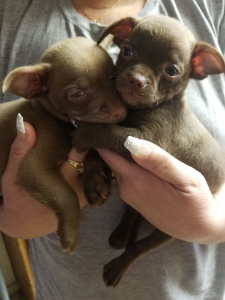 Is 2 chocolate Brown male Chihuahua puppies for sale