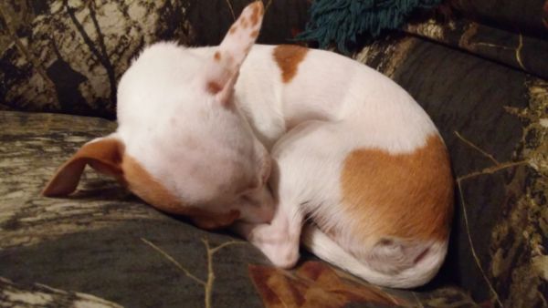 Chiweenie looking for her forever home