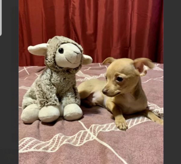 Male Chihuahua Puppy