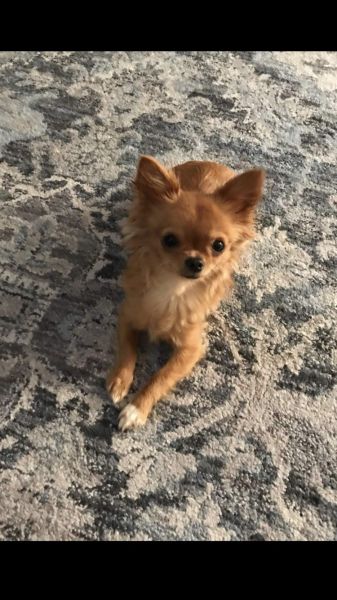 Long hair chihuahua female
