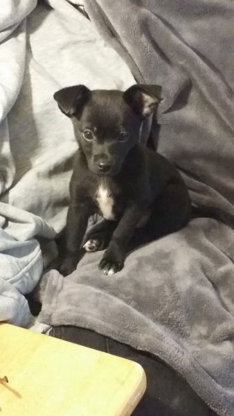 Mix male puppy for sale $12