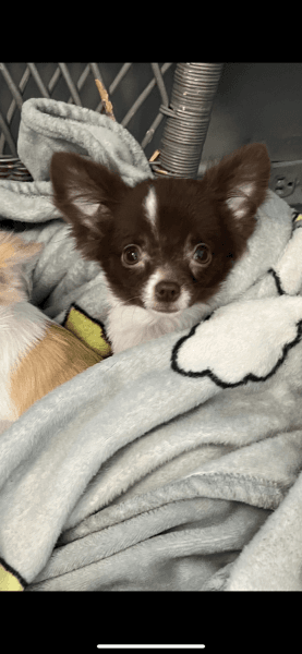 Tiny 1 pound long haired chihuahua