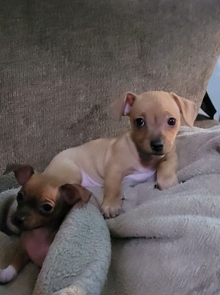 Nine week old CHIHUAHUA