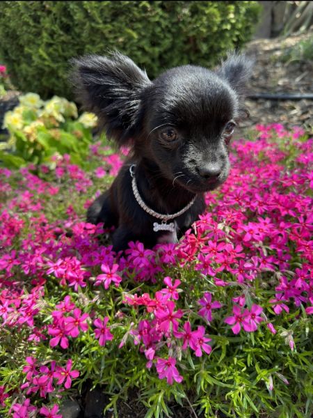 TONI - TEACUP CHIHUAHUA