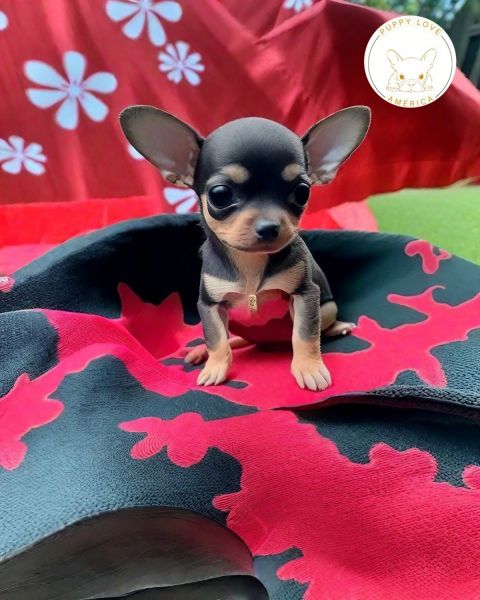 Chihuahua cabeza de manzana