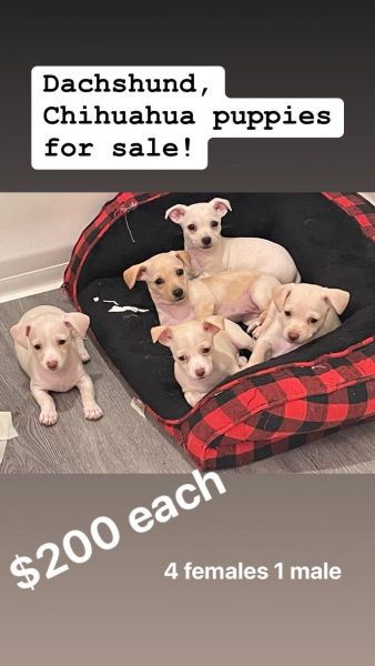 Puppies for sale