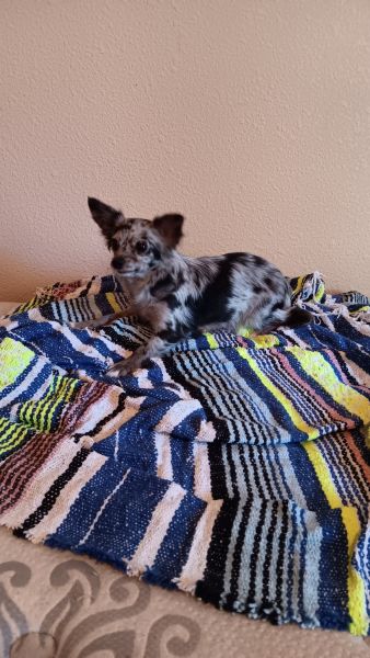 Chihuahua dogs and 2 beautiful puppies rescued. 7 in all.