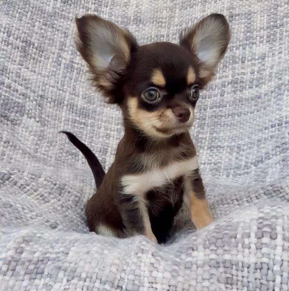 Beautiful Chihuahua Puppies