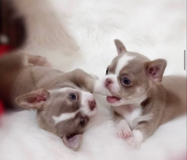playful and lovely chihuahua puppies