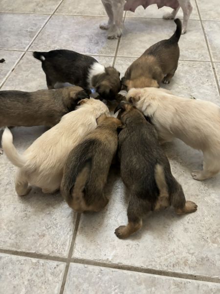 7 puppies for Sale