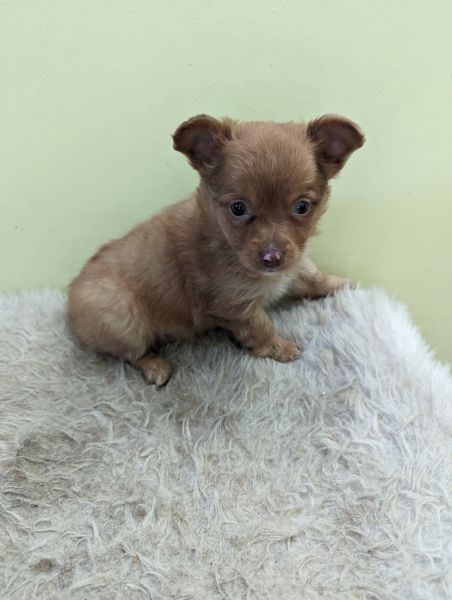 Male chihuahua puppy