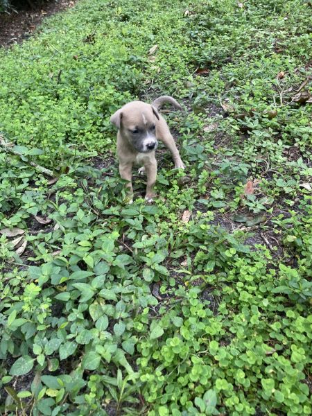 Puppies ready now! Happy holidays