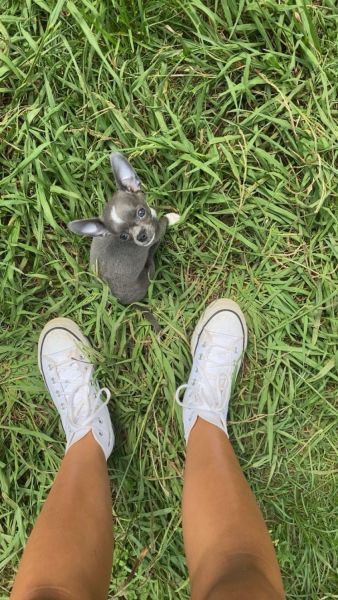 Teacup chihuahua for sale