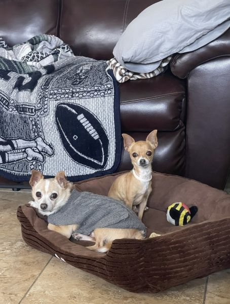 2 chihuahuas