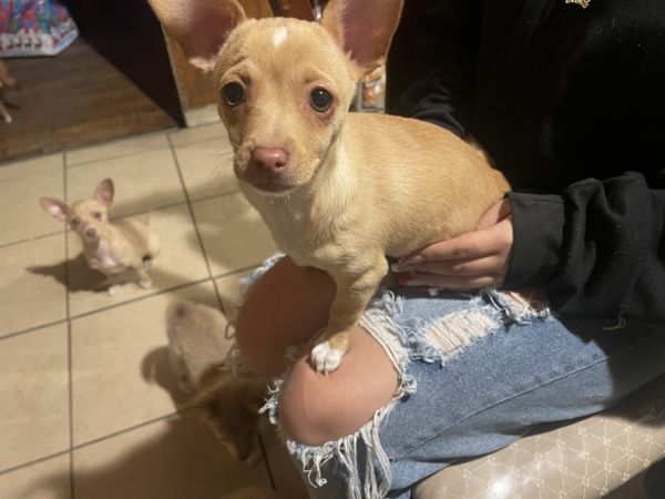 Chihuahua Female Dog
