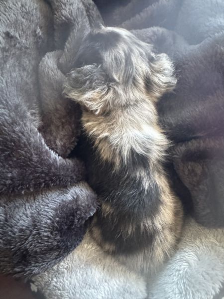 Merle chihuahua long hair