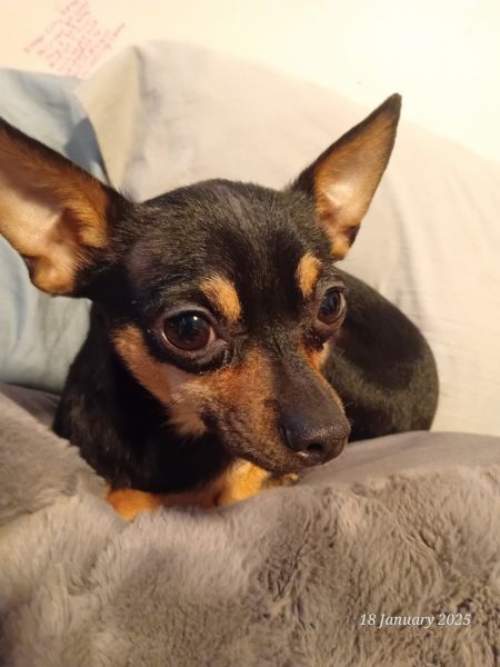 6 month old Chihuahua