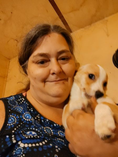 Female Chihuahua corgi mixed